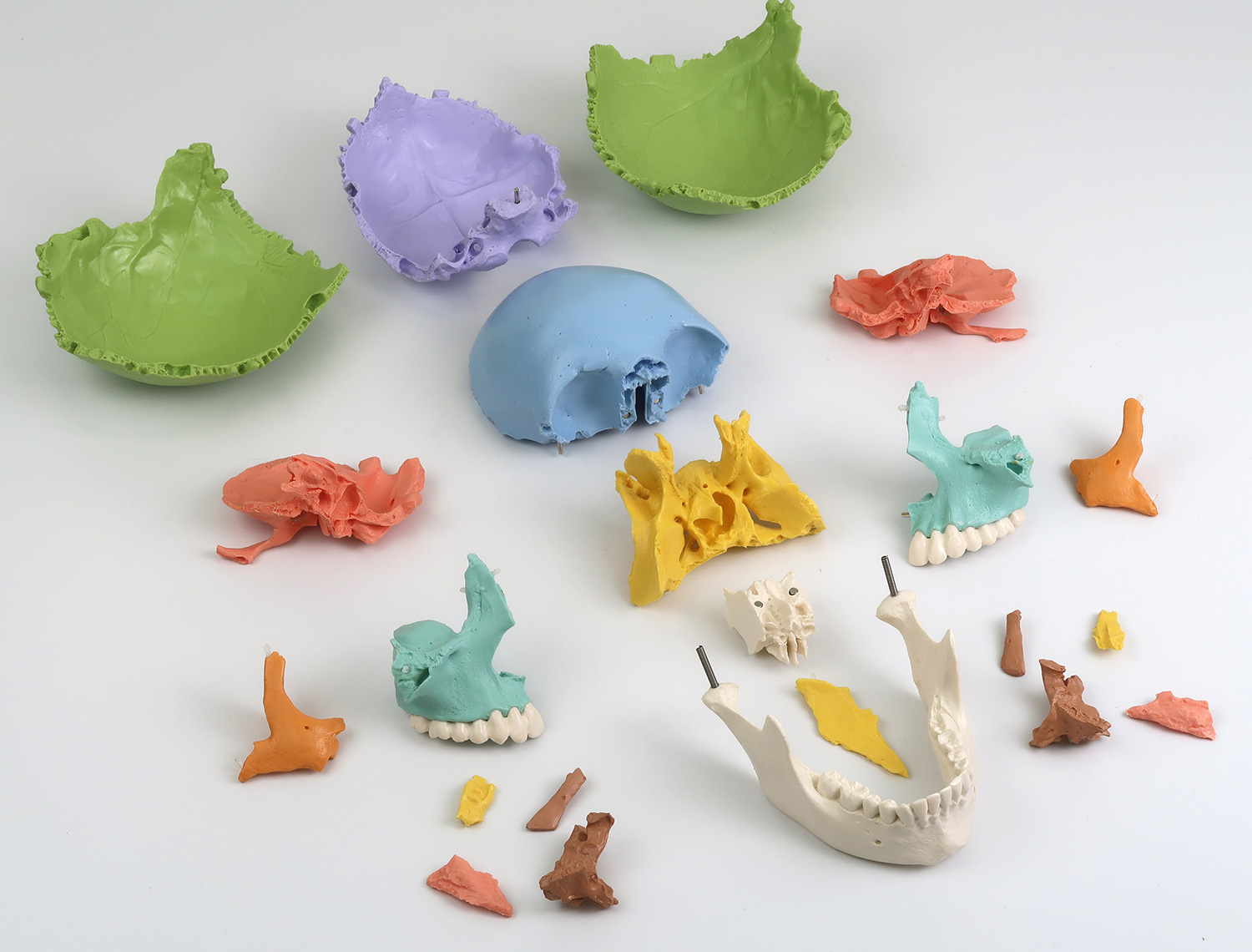 頭蓋骨22分解キット，マルチカラー仕様 | 日本スリービー・サイエン