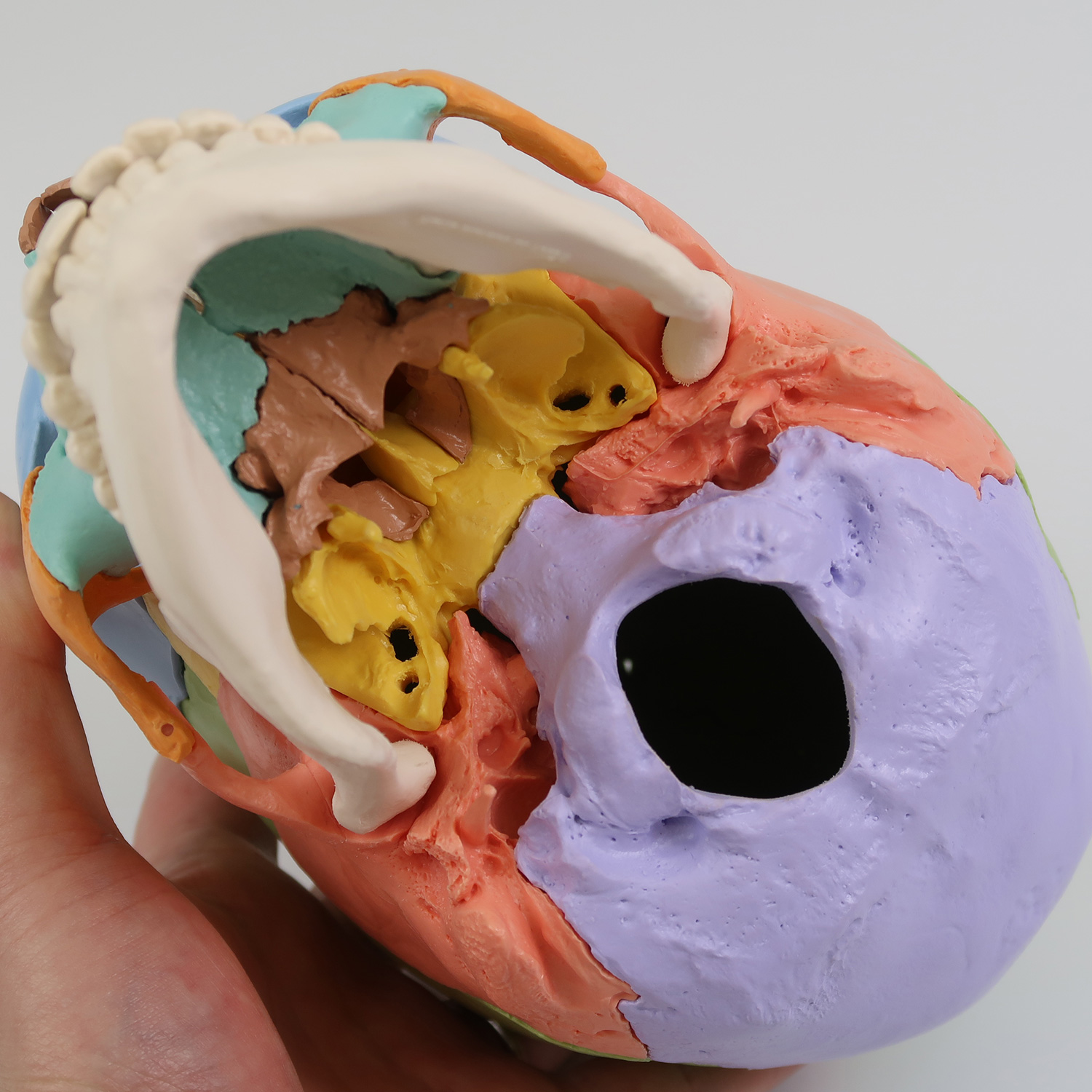 頭蓋骨22分解キット，マルチカラー仕様 | 日本スリービー・サイエン