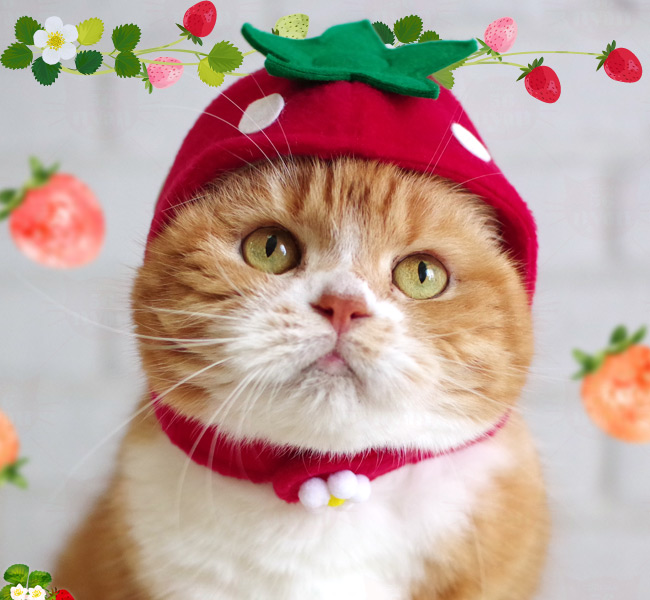 ゴロにゃんオリジナル いちごちゃん 猫の被り物 ( コスプレ
