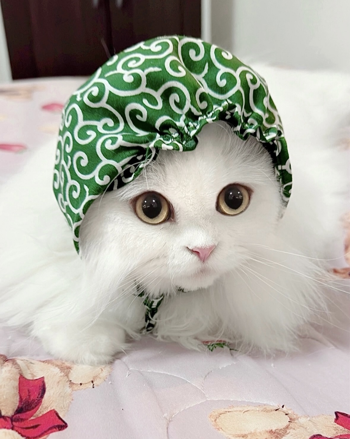 シャムMIX ワラビちゃん | 猫用品専門店ゴロにゃん お客様写真館