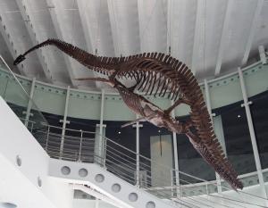 首長竜 化石 プレシオサウルス [PS28] 椎骨 クビナガリュウ 恐竜 首長竜（プレシオサウルス）」はどう「泳いでいた」のか。ロボットを