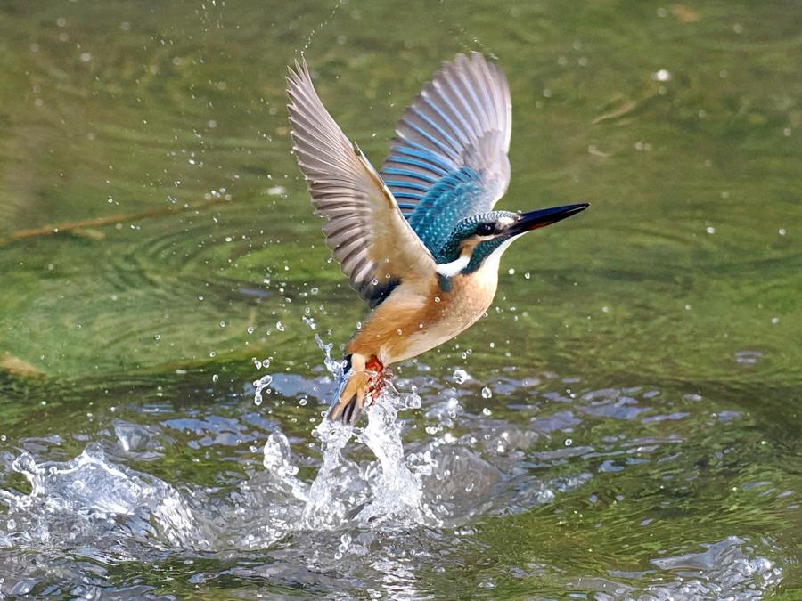 市の鳥「カワセミ」について｜藤沢市
