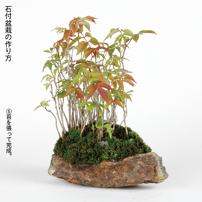 鞍馬風平石 1枚 | 盆栽、盆栽書籍、盆栽鉢の通販│近代出版