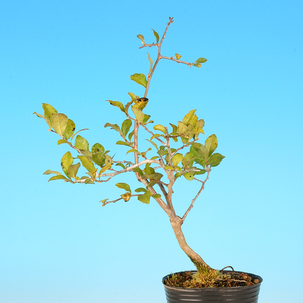 老爺柿（雄木） | 盆栽、盆栽書籍、盆栽鉢の通販│近代出版