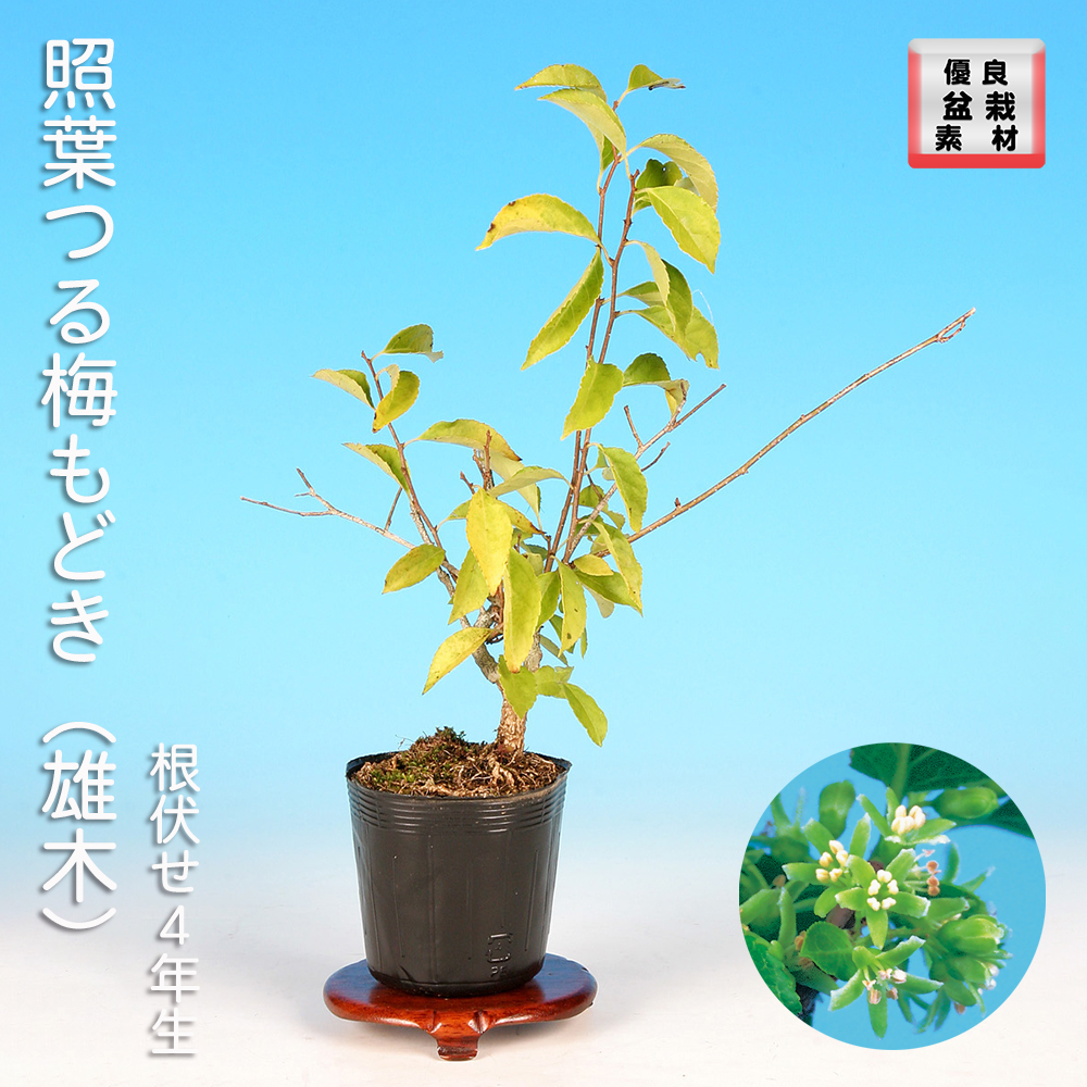 照葉つる梅もどき（雄木） | 盆栽、盆栽書籍、盆栽鉢の通販│近代出版