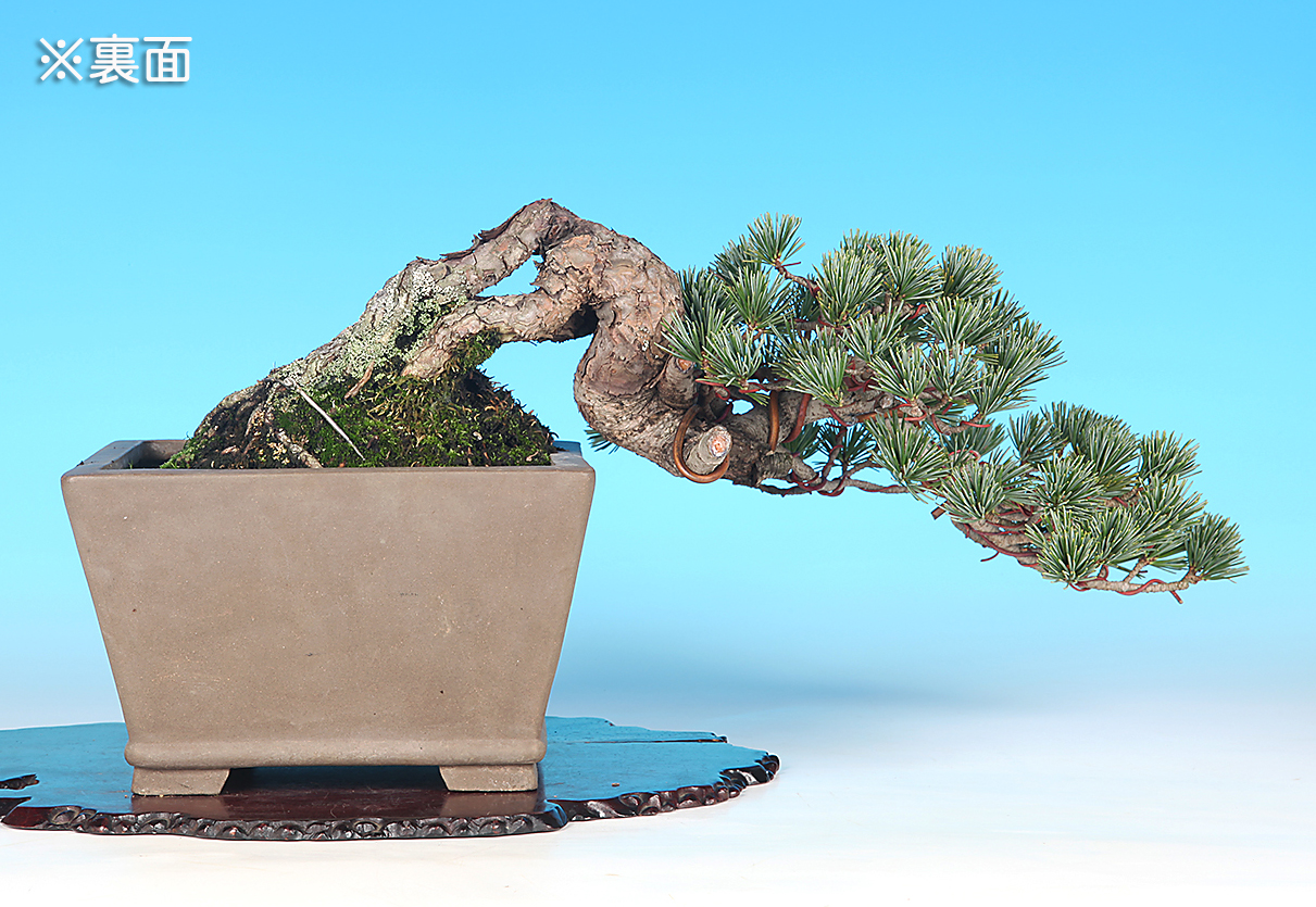 五葉松 | 盆栽、盆栽書籍、盆栽鉢の通販│近代出版