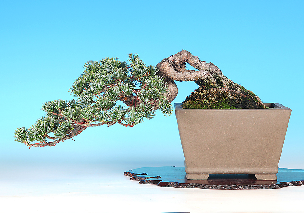 五葉松 | 盆栽、盆栽書籍、盆栽鉢の通販│近代出版