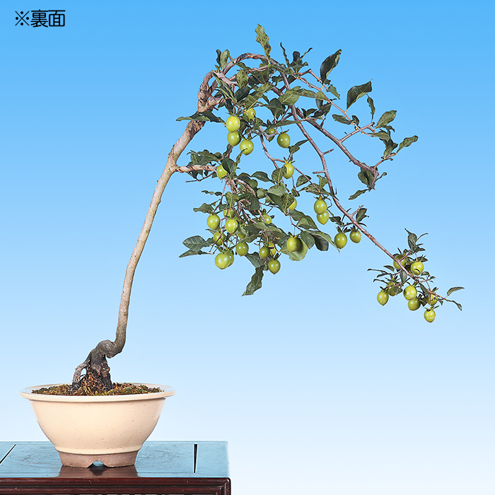 老爺柿 | 盆栽、盆栽書籍、盆栽鉢の通販│近代出版