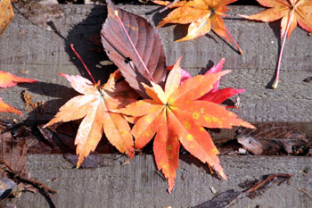 樹木シリーズ22 ヤマモミジ、イロハモミジ、オオモミジ | あきた森