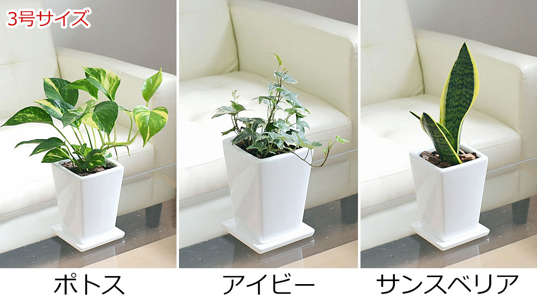 観葉植物の販売・ギフトならフラワーコーポレーション / 観葉植物 4鉢