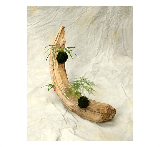 玄関先やテーブルに】ミニ多肉｜ディスプレイ（流木+植物）｜WORKS｜梶