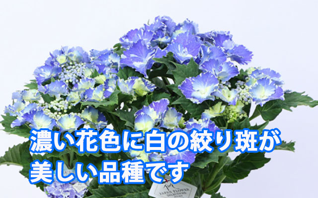 あじさい スターリットスカイ 青 アジサイ 5寸 商品詳細｜ブルーローズ