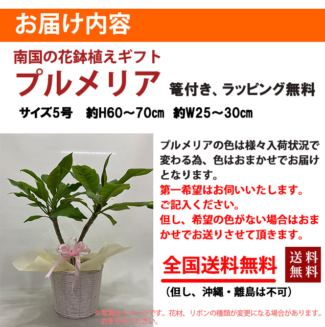 プルメリア 鉢植え ギフト 色おまかせ 篭付き ラッピング無料 5寸 5