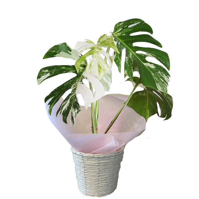 斑入りモンステラのフラワーギフト！送料無料ネット通販花屋花樹有（か