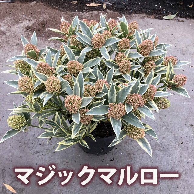 スキミア ルベラ ギフト 通販 送料無料 ネット通販花屋 花樹有（かじゅ