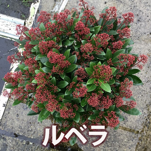 スキミア ルベラ ギフト 通販 送料無料 ネット通販花屋 花樹有（かじゅ