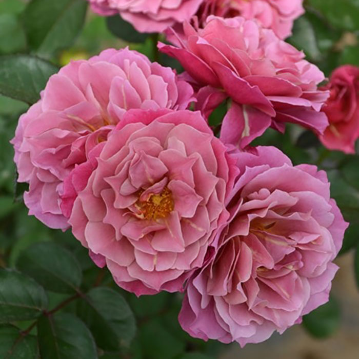 相原バラ園 / 紫、ニュアンスカラー