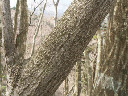 樹木図鑑(ヤマグルマ)