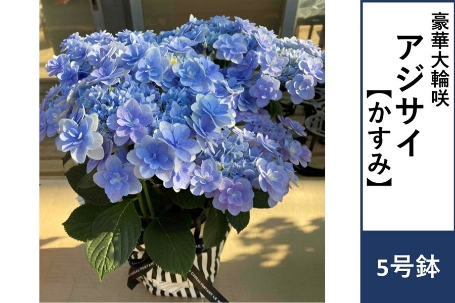 アジサイ【かすみ】5号鉢: JA全農かながわ|【JAタウン】産地直送