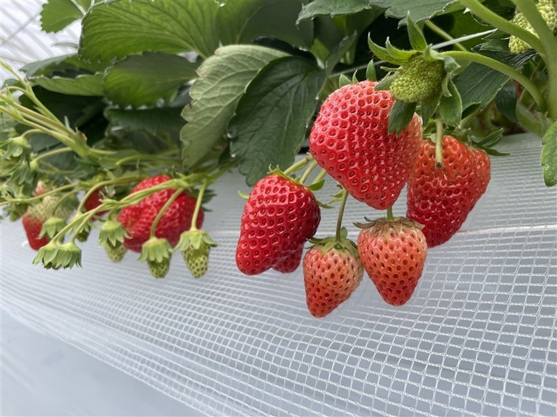 有)アグリゴールド矢木さんのいちご 紅ほっぺ・よつぼし・かおり野（4