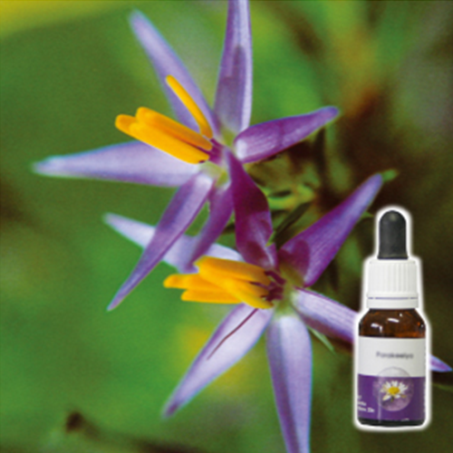 スター・オブ・ベツレヘム｜ジャナーク公式通販｜ワイルド