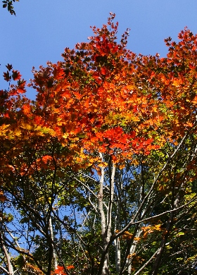 四季の山野草（コハウチワカエデ）