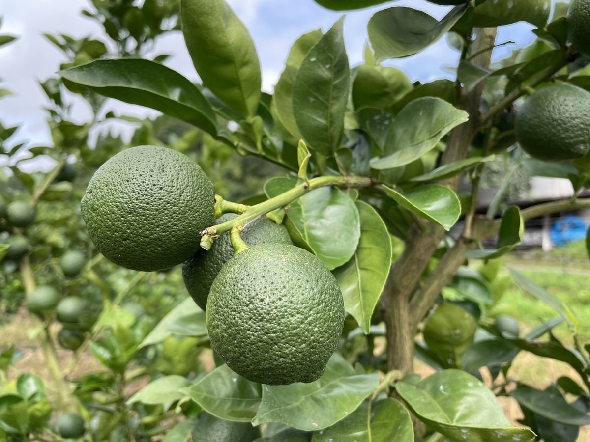 竹田市イベント情報】カボスの季節到来。収穫を祝い、昼も夜もカボスを