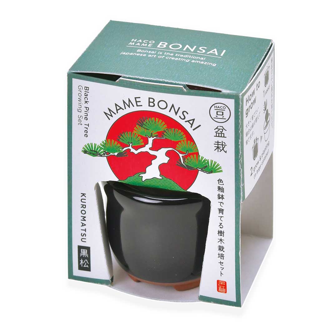 Haco Mame 豆盆栽 栽培セット 黒松／ブラック(黒松／ブラック)：ホーム