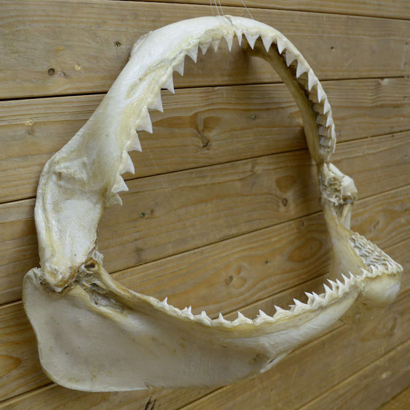 ジョーズ サメの歯（あご） | 革ジャンのマックス・ケイディ