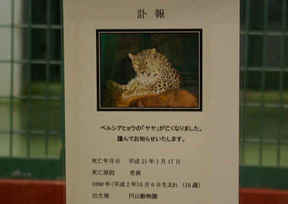 ペルシャヒョウのヤヤ | 北の暮らし ～札幌・宮の森から～