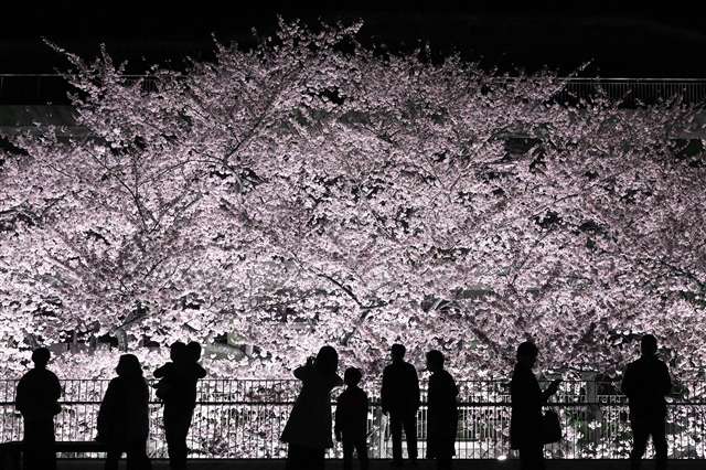 さくら庭（能代市） 見物客と影絵織りなす あきた夜桜めぐり｜秋田魁