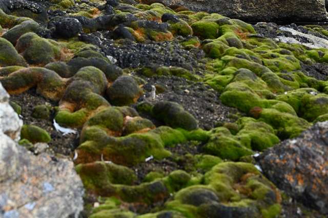 南極日誌】沢づたいにコケを探せ！ お宝ハンター｜秋田魁新報電子版