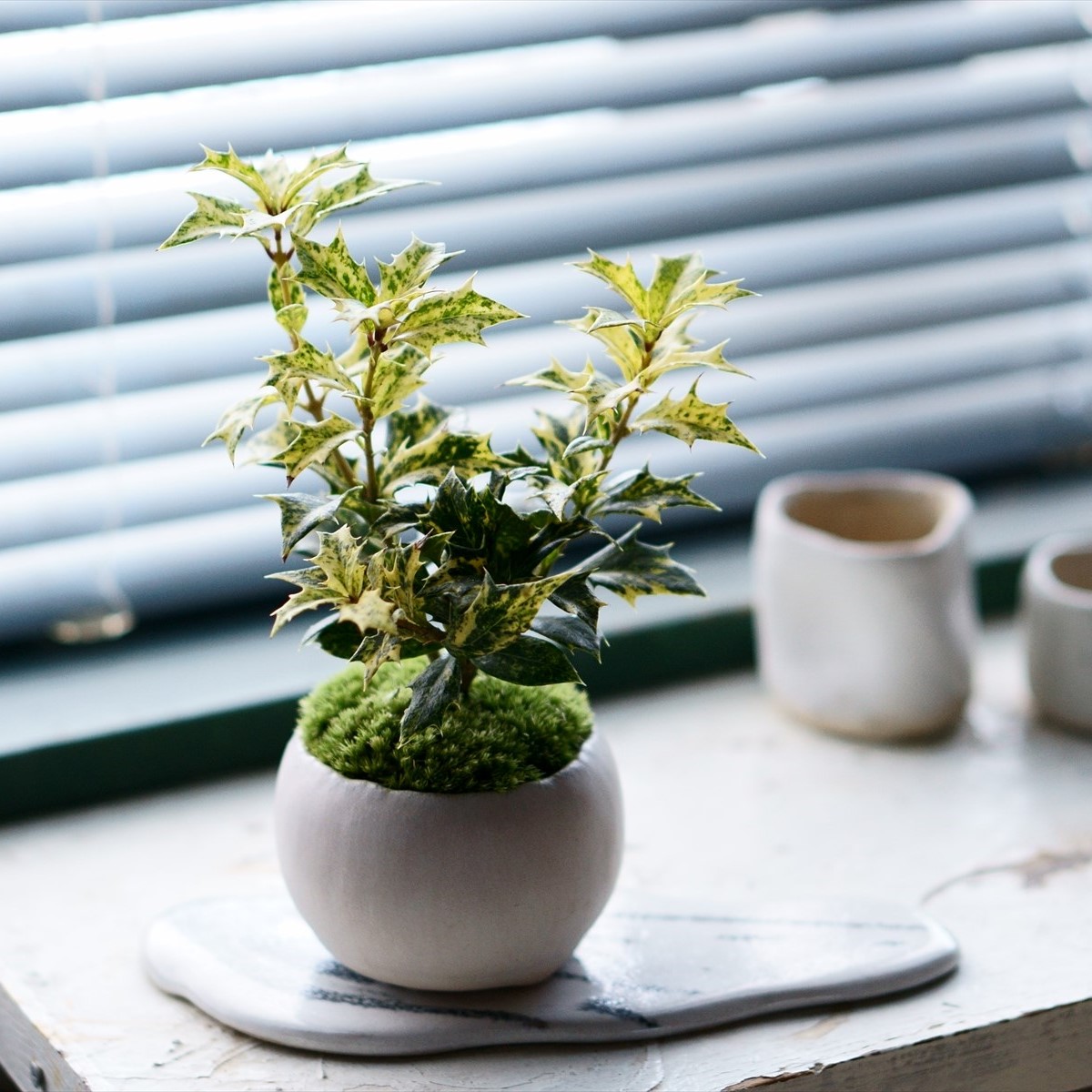 斑入りヒイラギ｜石木花図鑑｜石木花｜SEKIBOKKA｜盆栽