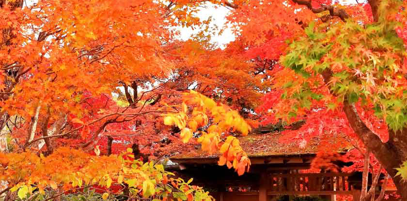 秋の茶道具特集 | 千年の香り 千紀園