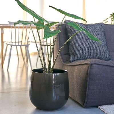 シンプルなデザインとツヤっとした光沢が美しい鉢カバー｜WEBコラム