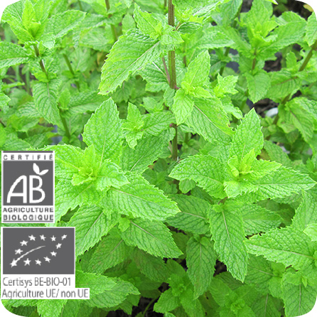 スペアミント – プラナロム エッセンシャルオイル・精油｜健草医学舎