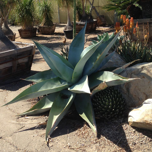 Agave montana – Rancho Tissue