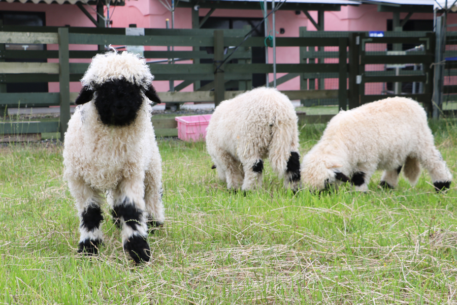 わくわくファーム | ローザンベリー多和田