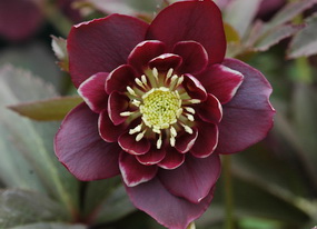 クリスマスローズの産直販売 開花株 2026年 直売日カレンダー