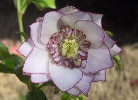 クリスマスローズの産直販売 開花株 2026年 直売日カレンダー