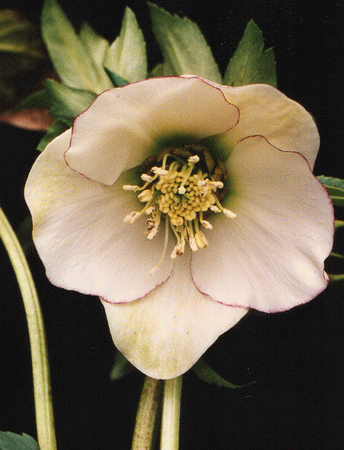 究極のクリスマスローズ 糸ピコティダークネクタリー＆糸ピコティダブル