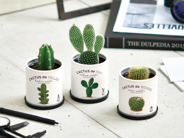 CACUTUS de CACUTUS（Fan・Pillar・Round）サボテン栽培キット / Seishin