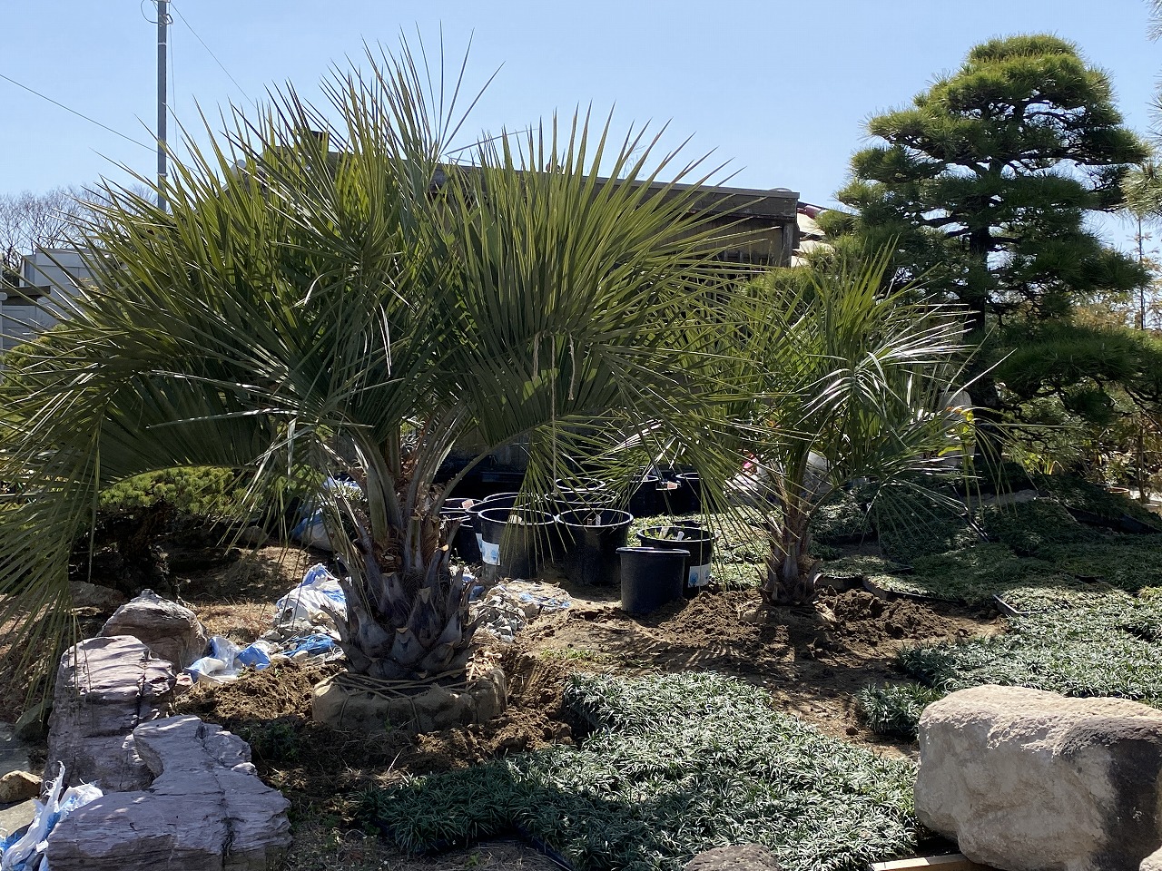 ドライガーデン、リゾートの庭つくり用の植木、ココスヤシ、かっこいい