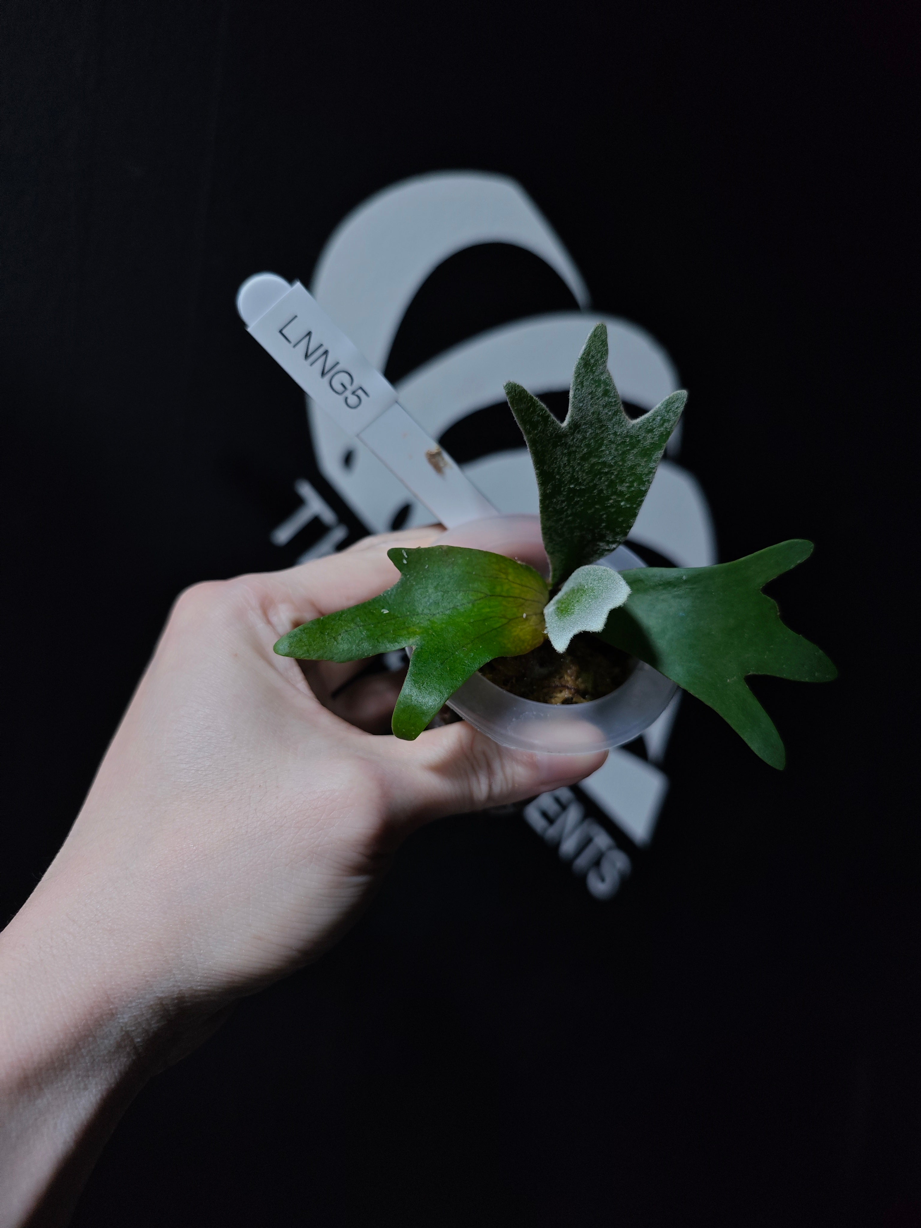 Platycerium Willinckii Dwarf “Nano” Sporeling - thebasements.com