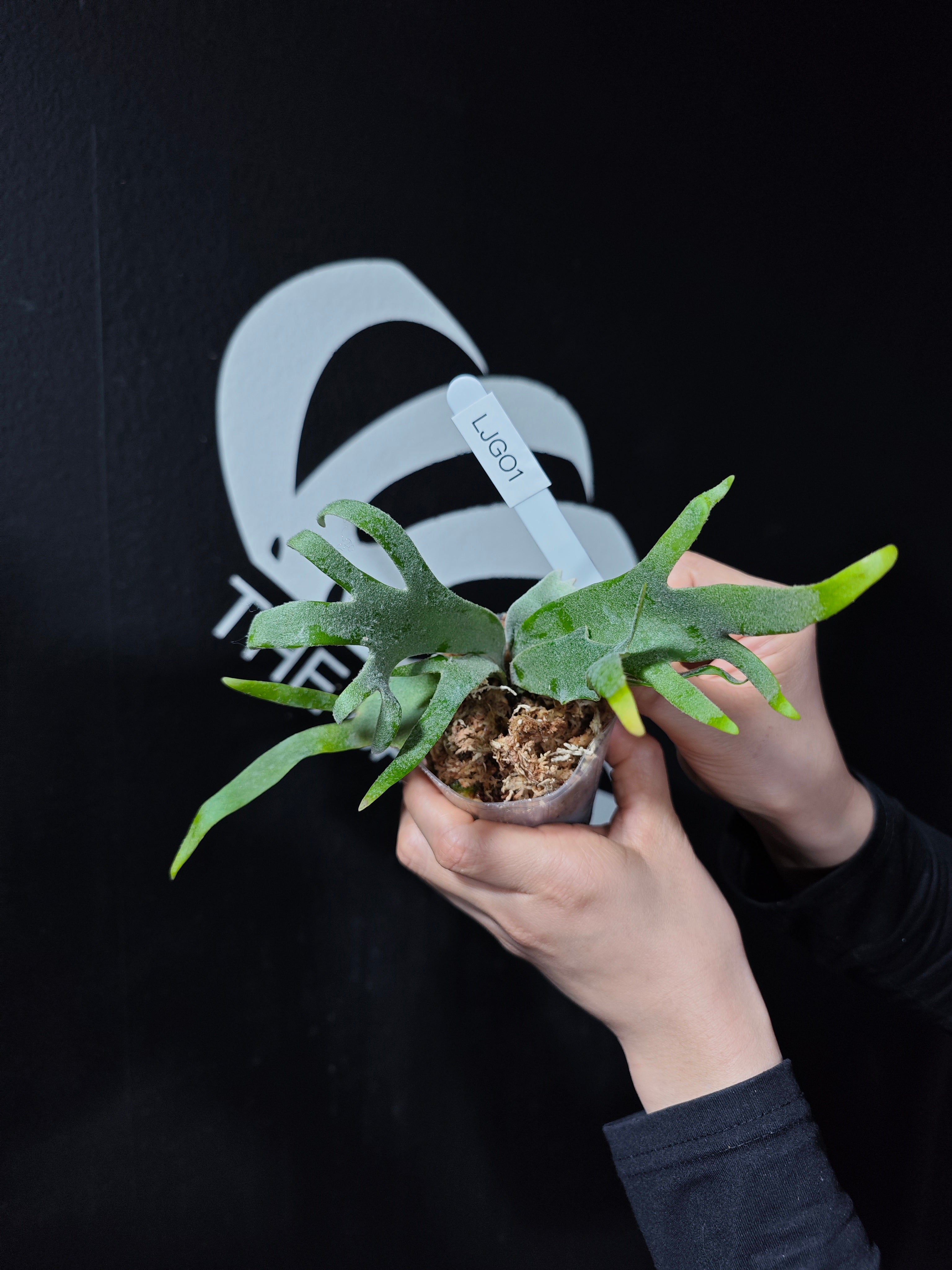 Platycerium Willinckii Dwarf “Jade Gril” Sporeling - thebasements.com