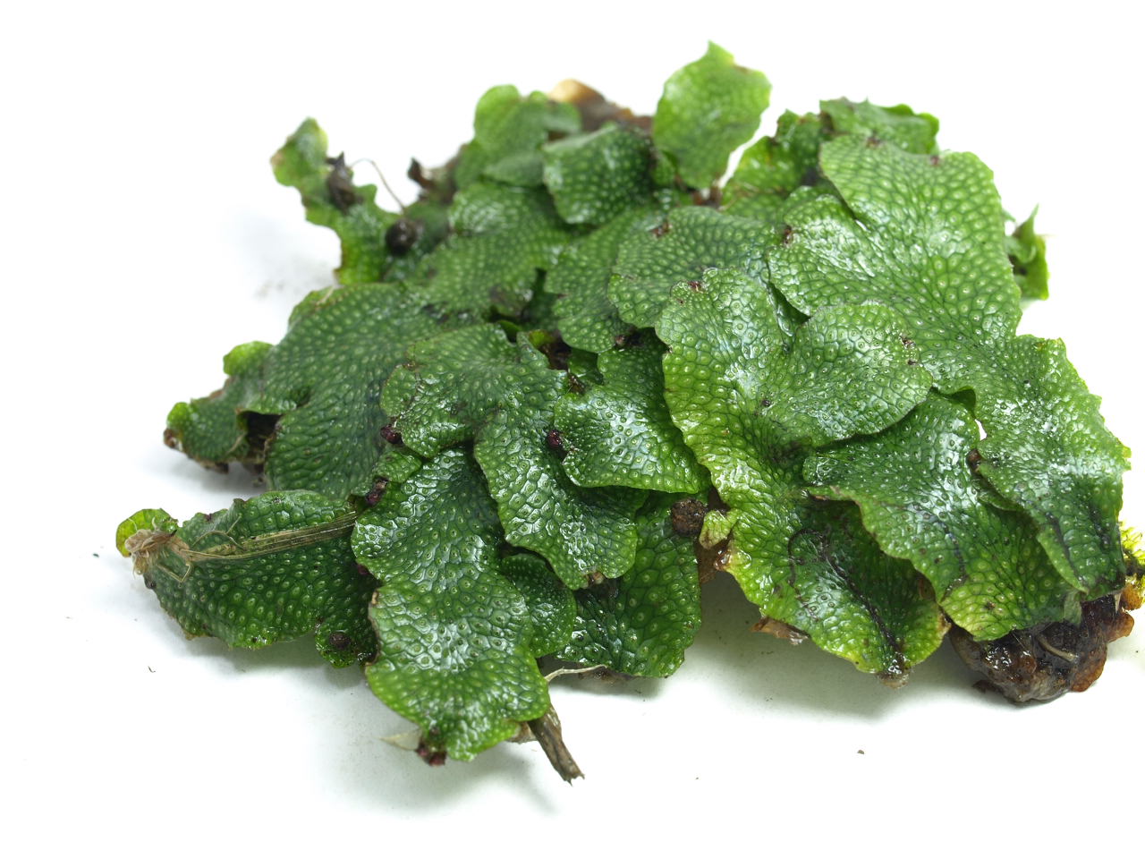 ジャゴケ | 苔テラリウム専門サイト｜道草michikusa | 苔テラリウム