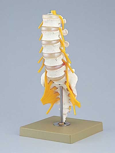 腰椎模型 | 全医療器
