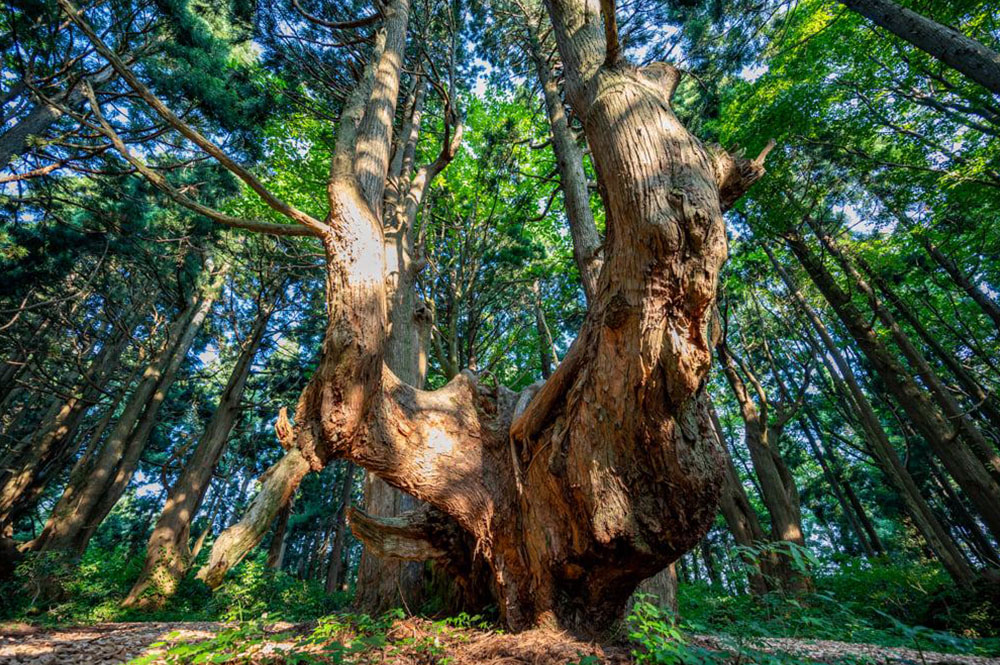 屋久島を彷彿とさせる「巨木の森」| 山形会議