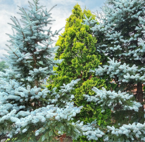 コニファーの最高峰！クリスマスの木・プンゲンストウヒ(コロラド