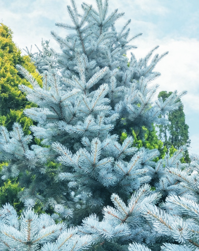 コニファーの最高峰！クリスマスの木・プンゲンストウヒ(コロラド